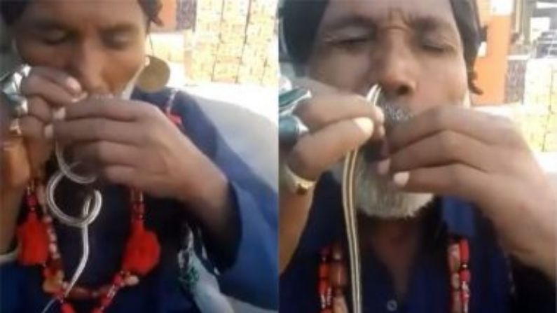 Video | माणसाने जिंवत साप पकडला अन् नाकात टाकला, पुढे काय झालं ? एकदा पाहाच