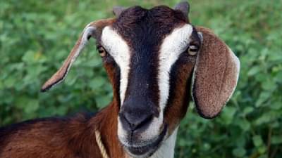 संशोधकांची किमया : शेळ्यांमध्येही आता टेस्ट ट्यूब बेबी या तंत्राचा वापर