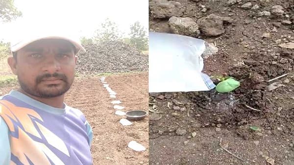 पावसानं दडी मारली, पीक वाटवण्यासाठी तरुणाची भन्नाट शक्कल, एकरातील कपाशीला जीवदान