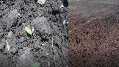 अहमदनगर जिल्ह्यात पावसाची दडी, शेतकऱ्यांवर दुबार पेरणीचं संकट, बळीराजा अडचणीत