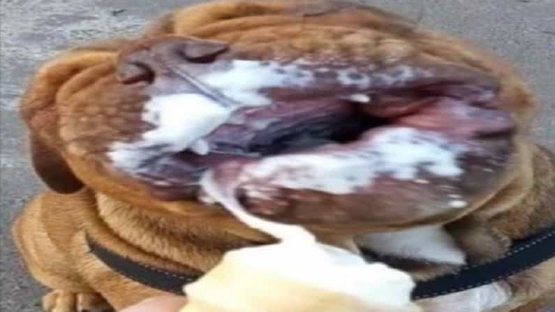 सोशल मीडियावर WeRateDogs नावाच्या इंस्टाग्राम पेजवर कुत्रा आईस्क्रीम खात असल्याची काही फोटो शेअर करण्यात आली आहेत. ही फोटो लोकांना खूप जास्त आवडली आहेत.