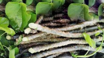 Study: गुळवेलमुळे तुमचं यकृत खराब होऊ शकतं; वाचा कारण काय?