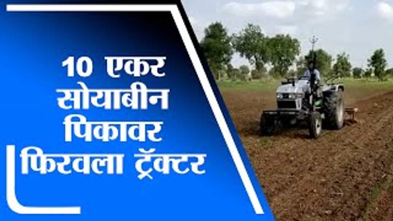 Buldhana | पाऊस नसल्याने शेतकऱ्याने फिरवला पिकावर ट्रॅक्टर
