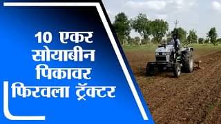 Buldhana | पाऊस नसल्याने शेतकऱ्याने फिरवला पिकावर ट्रॅक्टर
