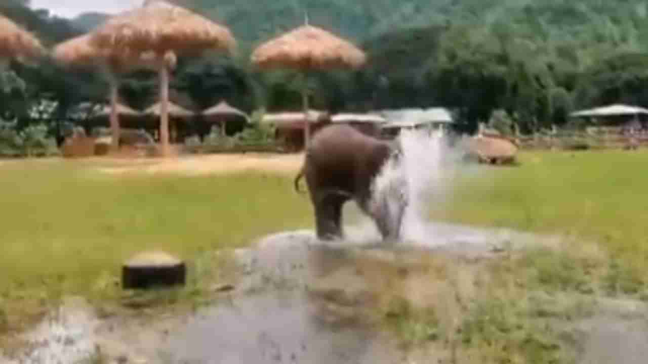Video | समोर पाणी पाहताच हत्तीचे पिल्लू खुश, धम्माल मस्तीचा मजेदार व्हिडीओ एकदा पाहाच