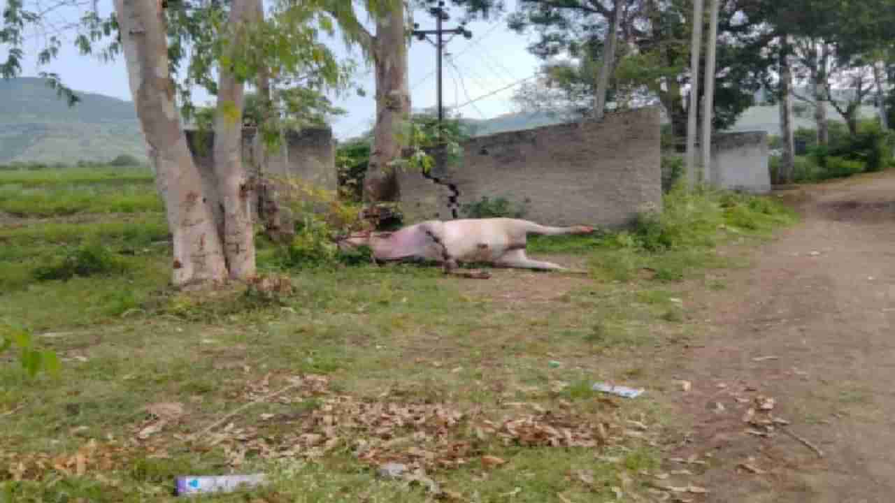 बैलाचे पाय तोडले, शेपटी कापली, फाशी देऊन झाडाला टांगलं, साताऱ्यात खळबळजनक प्रकार