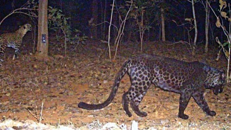 Rare black leopard in Navegaon-Nagzira tiger project