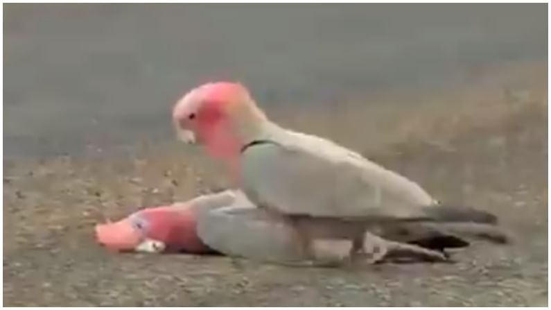 VIDEO | पक्ष्याचा जोडीदाराचा रस्त्यावर मृत्यू, साथीदाराच्या मृत्यूनंतर पक्ष्याने केले  असे काही की तुम्हालाही रडू कोसळेल!