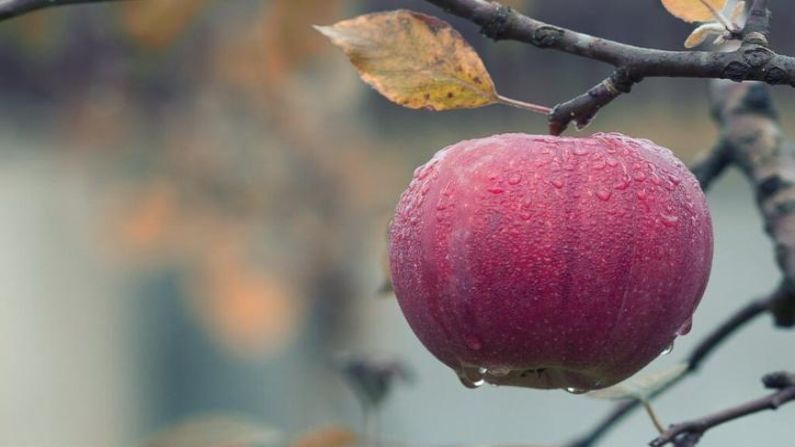 सेकाई इची हे सफरचंद जगातील सर्वात महाग आणि पौष्टिक सफरचंदांपैकी एक मानले जातात. ते 1974 मध्ये जपानच्या बाजारात विक्रीसाठी ठेवण्यात आले. सेकाई ईची या म्हणजे जपानी भाषेत 'जगातील सर्वोत्कृष्ट'  असा होतो. त्यामुळे हे या सफरचंदाबद्दल म्हटले जाते. विशेष म्हणजे हे सफरचंद मधाने धुतले जाते. या एका सफरचंदची किंमत सुमारे 1600 रुपये आहे.