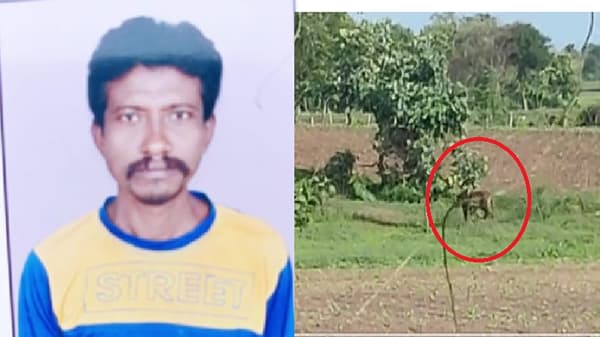 चंद्रपुरात वाघाच्या हल्ल्यात गुराख्याचा मृत्यू, यवतमाळमध्ये पट्टेदार वाघाचा वावर, शेतकऱ्यांत भीती