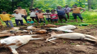 नाशकात बिबट्याचा धुमाकूळ, 13 बकऱ्यांचा फडशा, नागरिकांमध्ये भीतीचं वातावरण