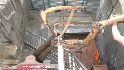 श्री विठ्ठल रुक्मिणी मंदिर परिसरात कान्होपात्रांची आठवण असणारे झाड पुन्हा बहरणार