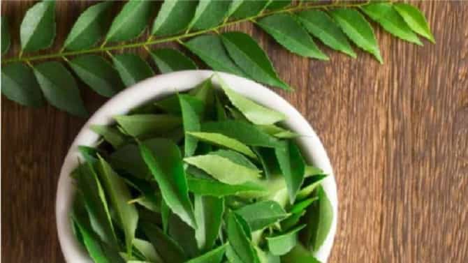 Curry Leaves Benefits : केस गळती कमी करण्यासाठी कढीपत्त्याचा हेअर मास्क अशा प्रकारे तयार करा, वाचा!