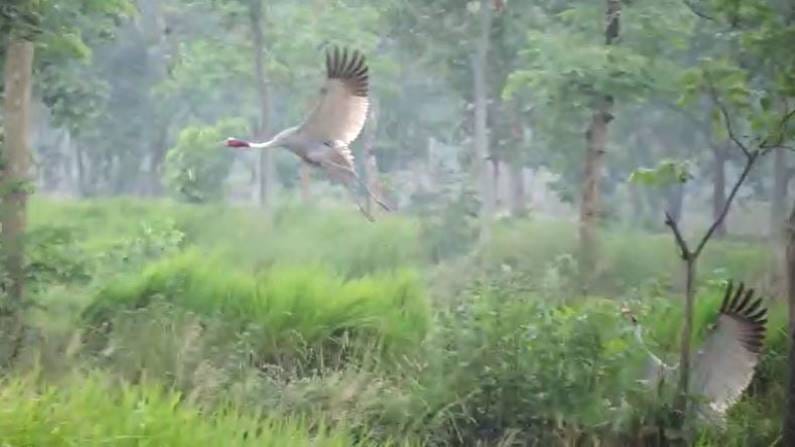 सारस पक्ष्यांमुळे कुणालाही त्रास होत नाही. या पक्ष्यांच्या संर्वधनासाठी मोठ्या प्रमाणात जनजागृतीची गरज आहे. वन विभागानेही याकडे गांभीर्याने लक्ष देणे आवश्यक आहे, असं मुकुंद धुर्वे  मानद सदस्य वनजीव्य यांनी सांगितलं आहे.
