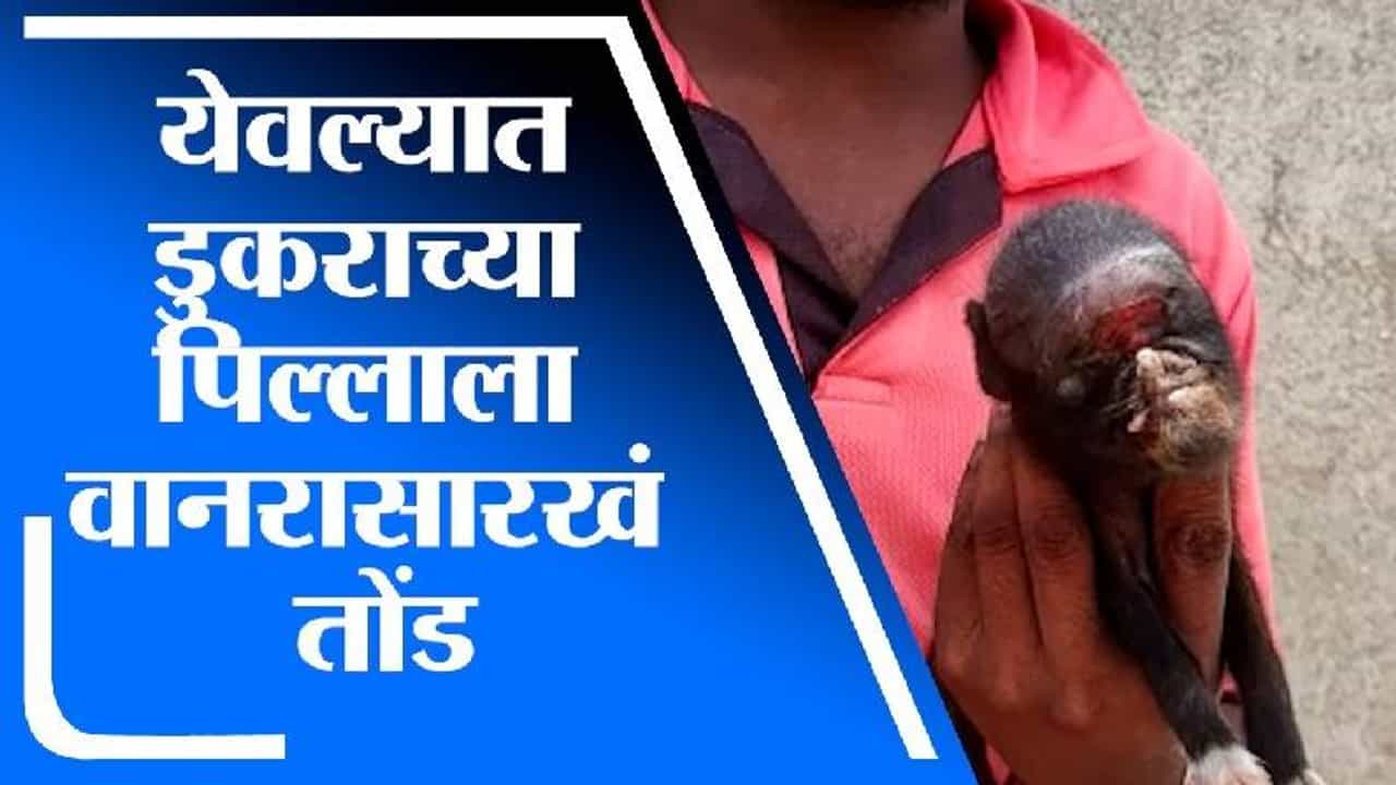Video: आश्चर्यम् ! डुकराच्या पिल्लाला वानराचं तोंड, जन्म दिल्यानंतर आईनेही वेगळं टाकलं, नाशिकमध्ये एकच चर्चा