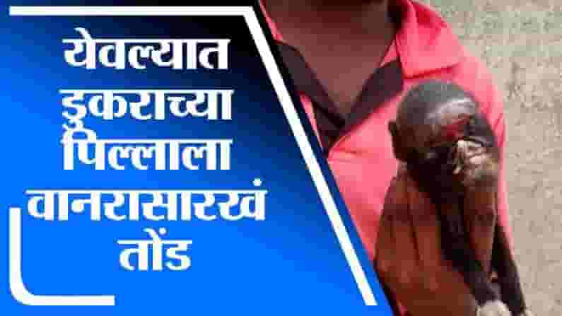 Video: आश्चर्यम् ! डुकराच्या पिल्लाला वानराचं तोंड, जन्म दिल्यानंतर आईनेही वेगळं टाकलं, नाशिकमध्ये एकच चर्चा