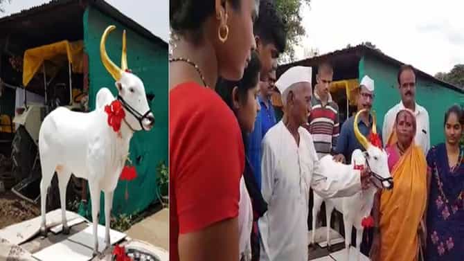 हाडाच्या शेतकऱ्याचं बैलावर जीवापाड प्रेम, बैलाच्या मृत्यूनंतर दशक्रियाविधी, बैलाचा पुतळाही उभारला!