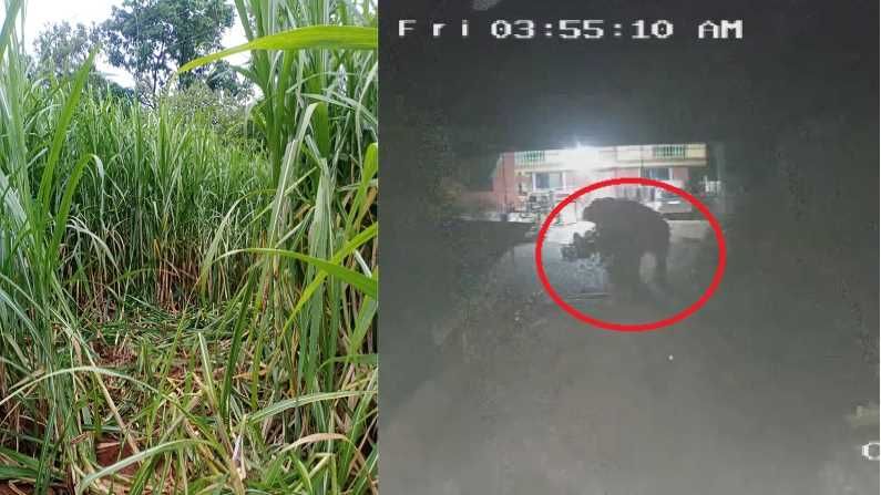 कोल्हापुरातील गावांमध्ये टस्कर हत्तींचा धुमाकूळ, पिकांचं नुकसान, ग्रामस्थांमध्ये घबराट
