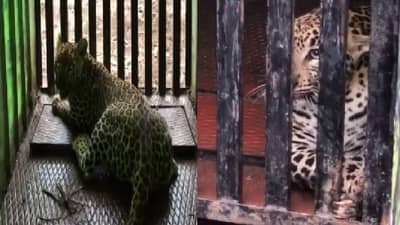 नाशकात बिबट्यांची दहशत, वन विभागाचे अथक प्रयत्न, 2 दिवसांत 2 बिबटे जेरबंद