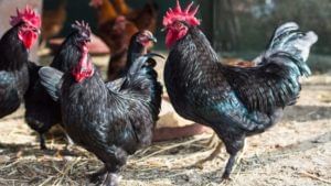 कड्डक बातमी! कडकनाथ कोंबडी खाल्ल्याने कोरोना रुग्णांची इम्युनिटी पॉवर वाढेल; रिसर्च सेंटरचे ICMRला पत्रं