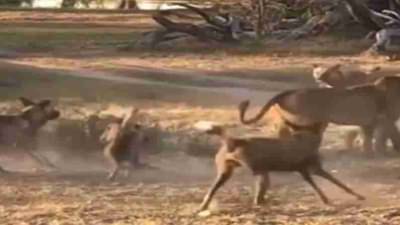 शेवटी सिंहिणसुद्धा एक आई असते; हा व्हिडीओ पाहून तुम्ही नक्की म्हणाल माँ, तुझे सलाम