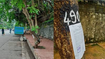 वरळी शिवडी उन्नत मार्गात झाडांचा अडथळा, 452 झाडांची कत्तल, वृक्षप्रेमी संघटनांकडून विरोध