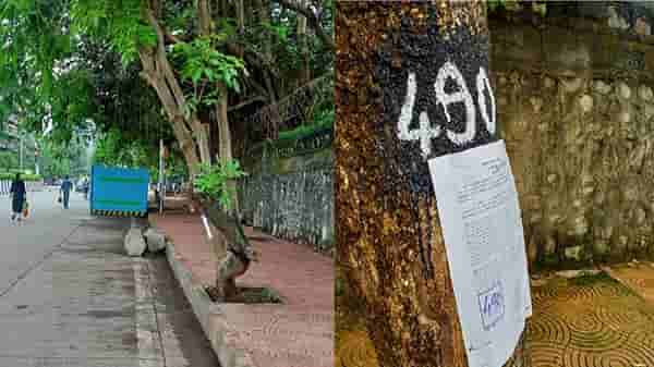 वरळी शिवडी उन्नत मार्गात झाडांचा अडथळा, 452 झाडांची कत्तल, वृक्षप्रेमी संघटनांकडून विरोध