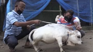 Video | उंची 20 इंच, वजन 26 किलो, 'राणी'ला पाहण्यासाठी लोकांची गर्दी, जगातील सर्वांत लहान गाय असल्याचा दावा