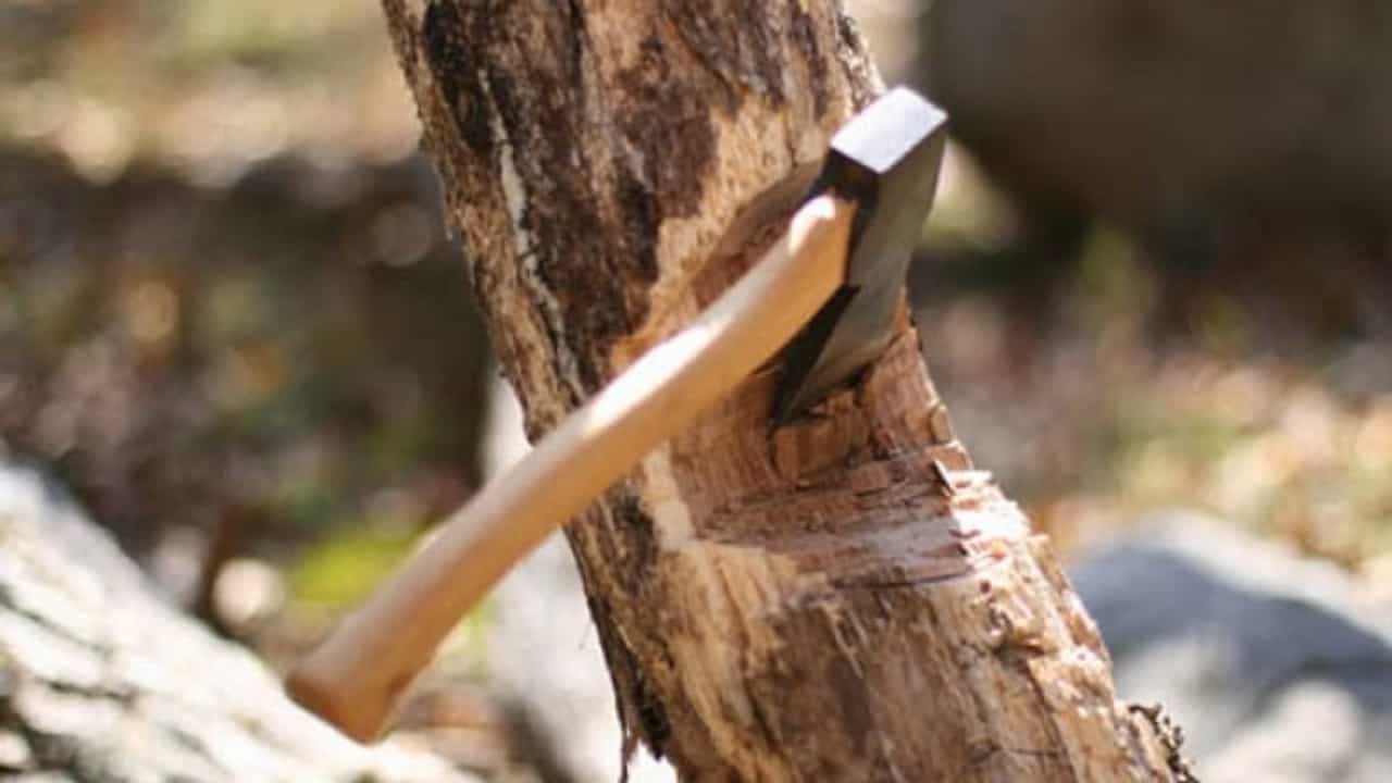 विनापरवाना वृक्षतोड केल्यास आता 50 हजार रुपयांचा दंड