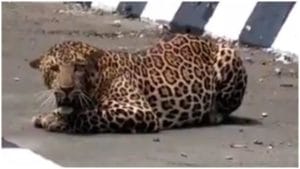 Video | वाहनांच्या गर्दीमध्ये बिबट्या ठाण मांडून बसला, शेवटी घेतलेली झेप एकदा पाहाच !