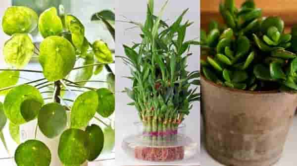 Fengshui Tips | घरात भरभराट आणतात ही 5 झाडं, गुडलक ट्री म्हणून आहेत प्रसिद्ध