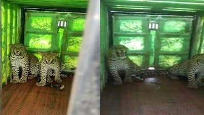 निफाडमधील दुर्मिळ घटना, एकाच पिंजऱ्यात दोन बिबटे जेरबंद