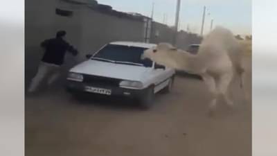 Viral : एका व्यक्तीच्या मागे लागला ऊंट, पुन्हा जे झालं ते पाहून हसू आवरणार नाही