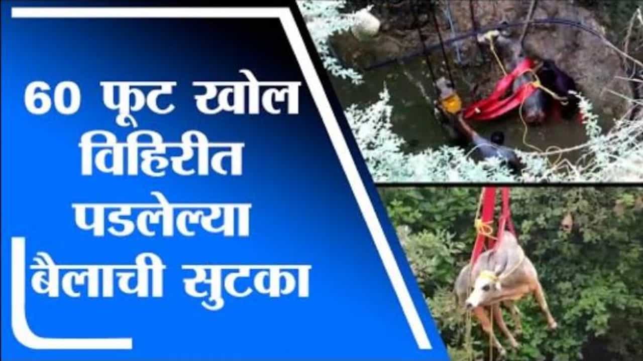 बैल 60 फूट खोल विहिरीत पडला, अखेर क्रेन बोलावली, तब्बल तीन तासानंतर बाहेर काढण्यात यश