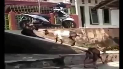 Video | लहान मुलासारखी बकऱ्यांची मस्ती, उतारावर रंगला घसरगुंडीचा खेळ, व्हिडीओ व्हायरल