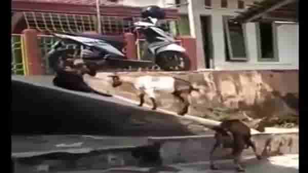 Video | लहान मुलासारखी बकऱ्यांची मस्ती, उतारावर रंगला घसरगुंडीचा खेळ, व्हिडीओ व्हायरल