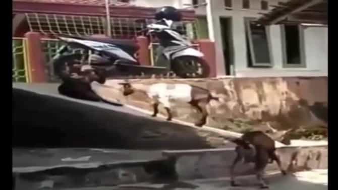 Video | लहान मुलासारखी बकऱ्यांची मस्ती, उतारावर रंगला घसरगुंडीचा खेळ, व्हिडीओ व्हायरल