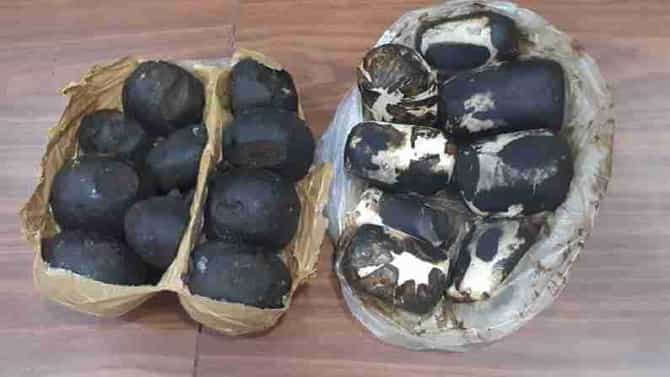 मुंबईत नोर्कोटिक्सकडून एक कोटींचे काश्मिरी चरस जप्त, एका महिला ड्रग्स पेडलरला अटक
