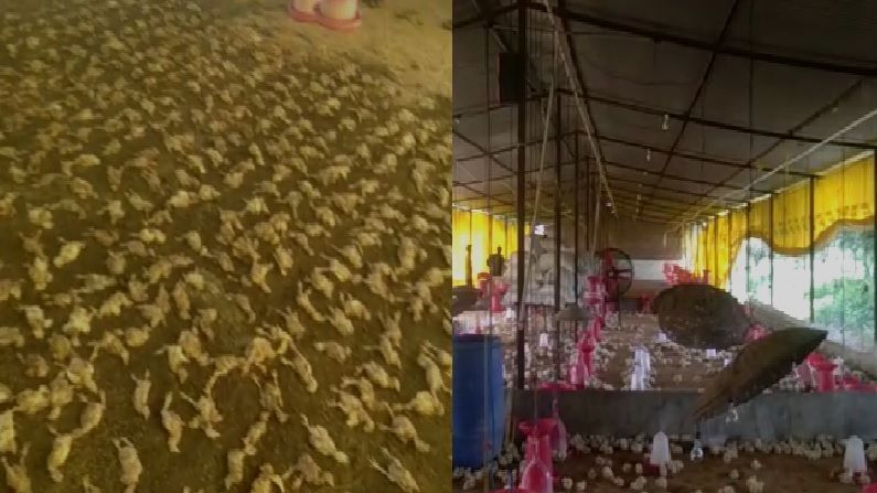 अकोल्यात मुसळधार पाऊस, कुक्कुटपालन करणाऱ्या शेतकऱ्याला फटका, तब्बल 900 कोंबड्यांचा पाण्यात बुडून मृत्यू
