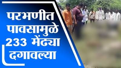 Parbhani | परभणीत 10 मेंढपाळांच्या 233 मेंढ्या ओढ्याच्या पाण्यात वाहून गेल्या, मेंढपाळांचे नुकसान