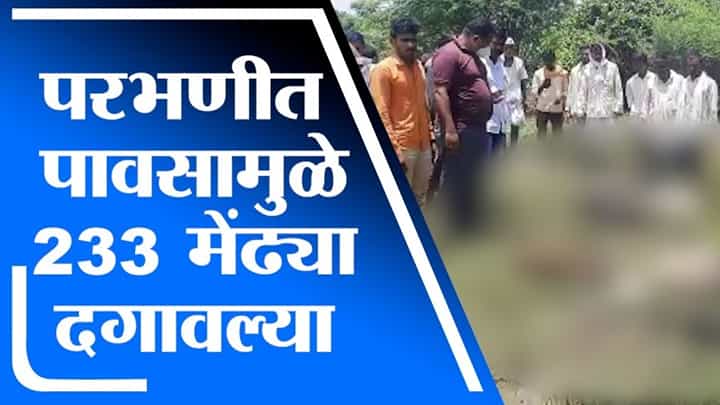 Parbhani | परभणीत 10 मेंढपाळांच्या 233 मेंढ्या ओढ्याच्या पाण्यात वाहून गेल्या, मेंढपाळांचे नुकसान Parbhani | परभणीत 10 मेंढपाळांच्या 233 मेंढ्या ओढ्याच्या पाण्यात वाहून गेल्या, मेंढपाळांचे नुकसान