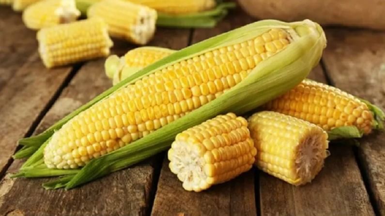 Benefits Of Sweet Corn : पावसाळ्याच्या हंगामात मक्याचे कणीस खाणे आरोग्यासाठी खूप फायदेशीर!