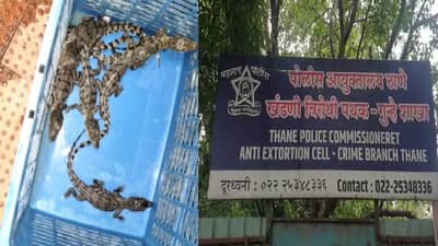 दुर्मीळ मगरीच्या सात जिवंत पिल्लांची तस्करी, ठाण्यात आरोपीला अटक