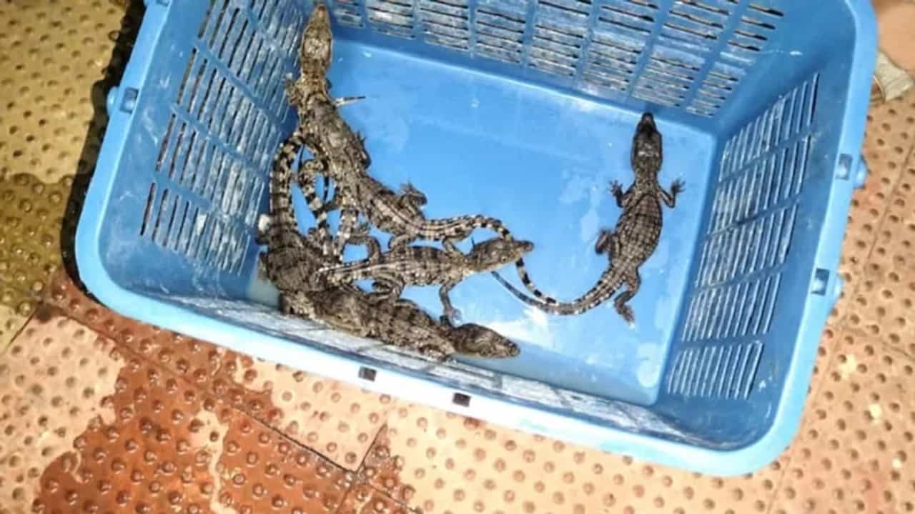 दुर्मीळ प्रजातीच्या मगरीच्या पिलांची तस्करी करणाऱ्याला बेड्या, ठाणे खंडणी विरोधी पथकाची कारवाई