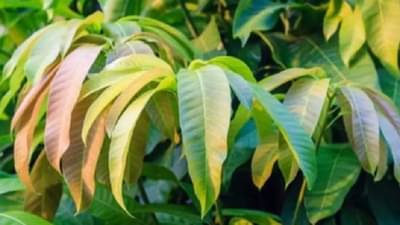 पावसाने हंगामाच बदलला, आंब्याला मोहोर बहरण्याऐवजी फुटतेय पालवी