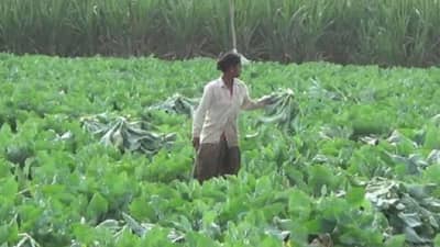 हिम्मत केली, धाडस दाखवलं, नव्या प्रयोगाने मालामाल केलं, तीन महिन्यात फ्लॉवर उत्पादक शेतकरी लखपती!