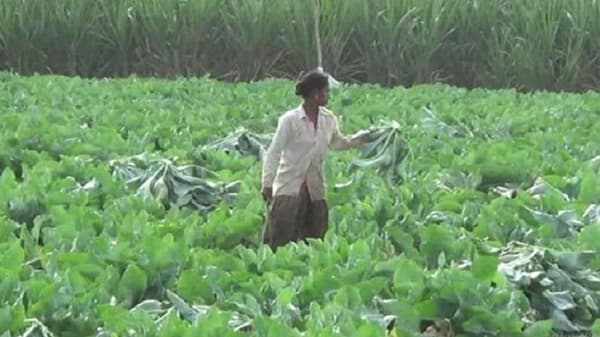 हिम्मत केली, धाडस दाखवलं, नव्या प्रयोगाने मालामाल केलं, तीन महिन्यात फ्लॉवर उत्पादक शेतकरी लखपती!