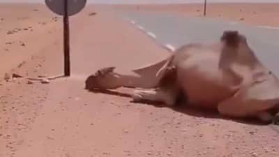 Video | पाण्याविना व्याकूळ झालेल्या उंटाला दिलं पाणी, नेटकऱ्यांकडून कौतुकाचा वर्षाव