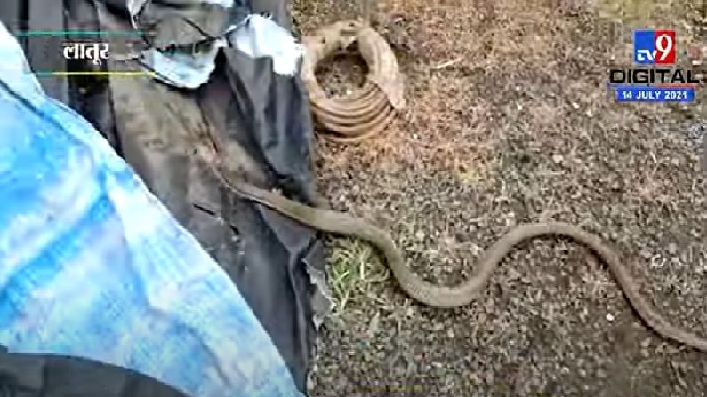 Video | आधी झुंज नंतर हार, विषारी कोब्राने दुसऱ्या सापाला गिळंकृत केलं, व्हिडीओ व्हायरल