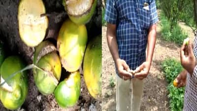 संत्र्यावर तडक्या रोगाचा प्रादुर्भाव, शेतकऱ्यांचं 25 ते 30 टक्के नुकसान, संत्रा उत्पादक शेतकरी संकटात